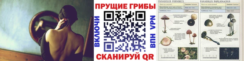 Купить  Нижний Ломов  Псилоцибиновые грибы Magic Shrooms 
